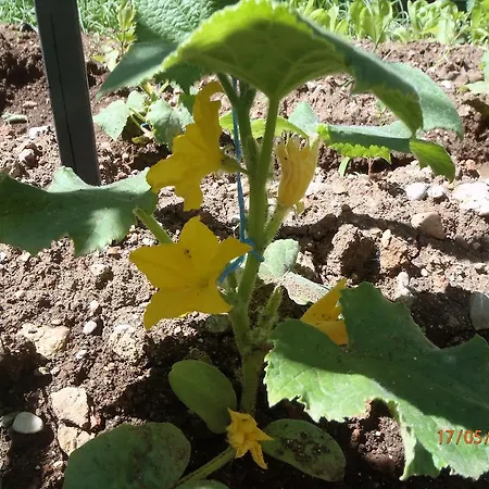 Couette-café Sirin 2*