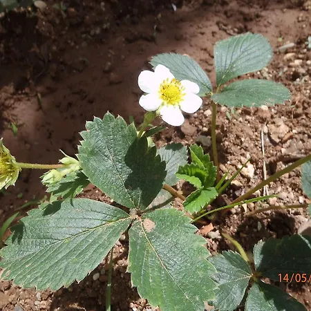 Couette-café Sirin 2*