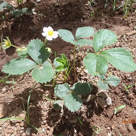 Sirin Couette-café 2*