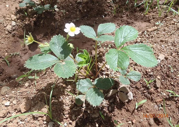 Sirin Bed & Breakfast 2*