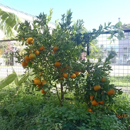 Sirin לינה וארוחת בוקר 2*