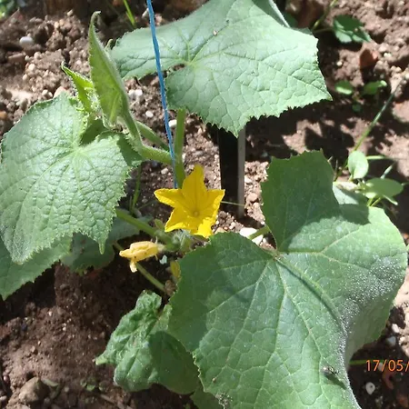 Sirin לינה וארוחת בוקר פאטהיה