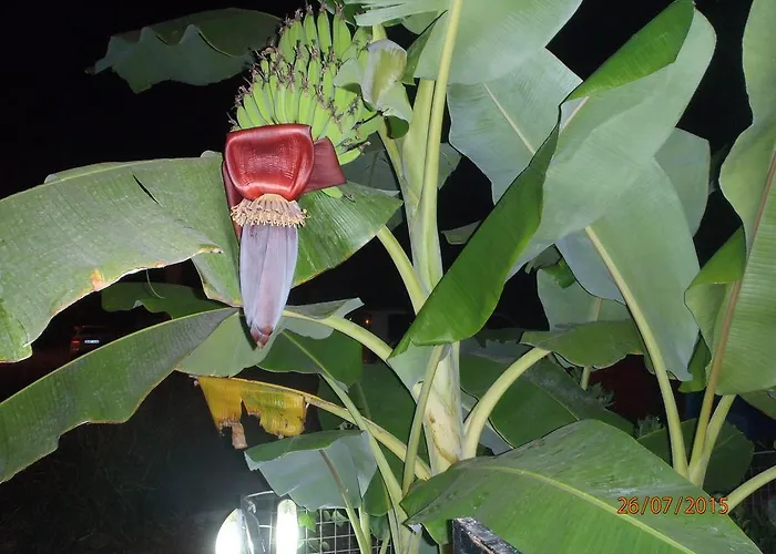 Sirin Bed and Breakfast