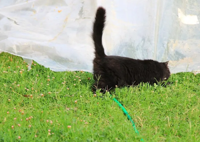 丝琳旅馆 住宿加早餐酒店 2*