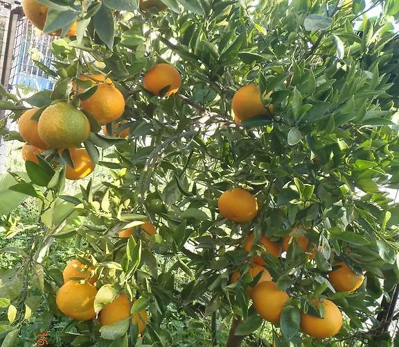 Sirin Nocleg ze śniadaniem