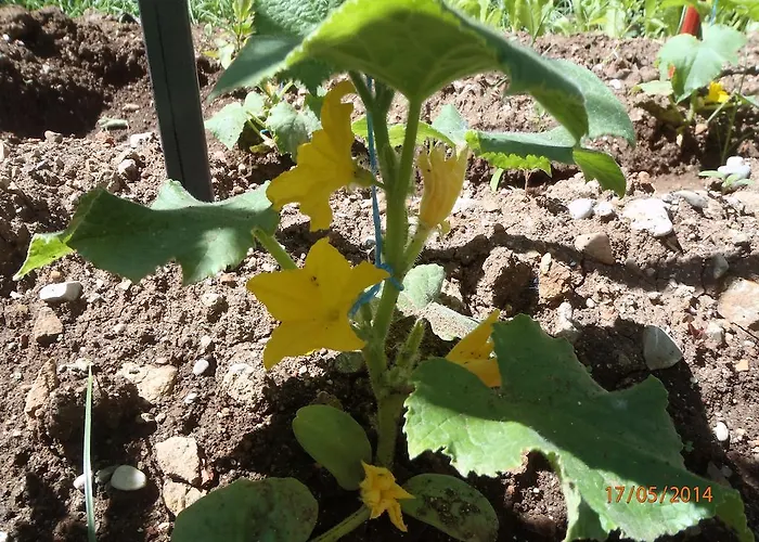 住宿加早餐酒店 丝琳旅馆 2*