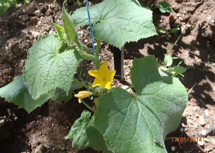 Sirin Bed and Breakfast Φετιγιέ