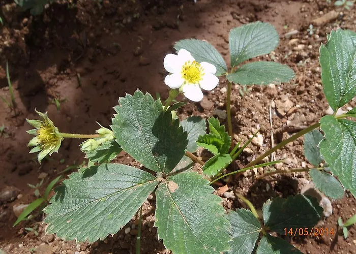 Bed and Breakfast Sirin 2*